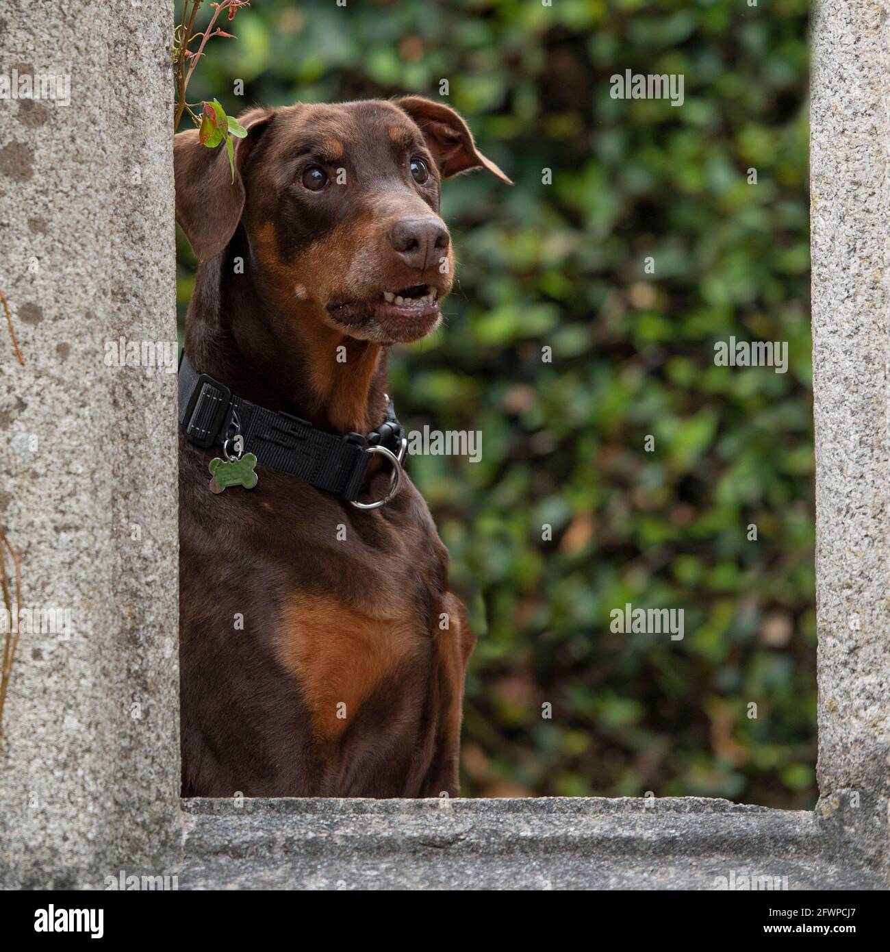 dobermann nella finestra Foto Stock