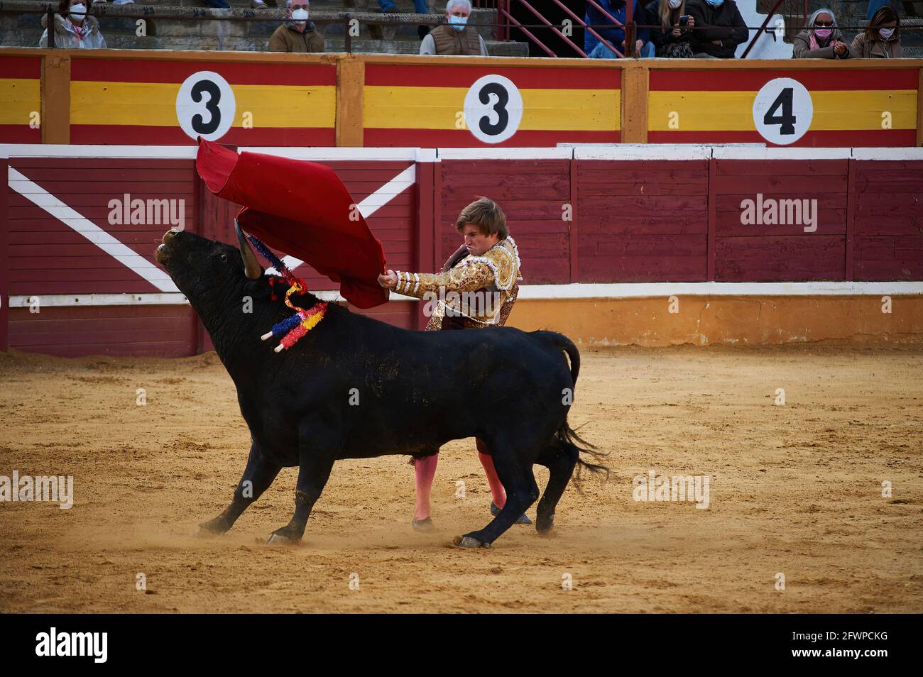 Tudela, Navarra, Spagna. 23 maggio 2020. Daniel de la Fuente si esibisce con un toro da combattimento del ranch El Canario presso la Plaza de Toros Tudela (Plaza de Toros de Tudela) a Tudela.sei tori dell'allevamento bovino ''El Canario'' di Salamanca, Spagna, Hanno partecipato alle corride di oggi 23 maggio dei giovani bullfighter Daniel de la Fuente, Daniel Barbero e Diego GarcÃŒa nell'arena di Tudela, Navarra, Spagna. Il rispetto della capacità in ogni momento con le misure del Covid 19. Credit: Elsa A Bravo/SOPA Images/ZUMA Wire/Alamy Live News Foto Stock