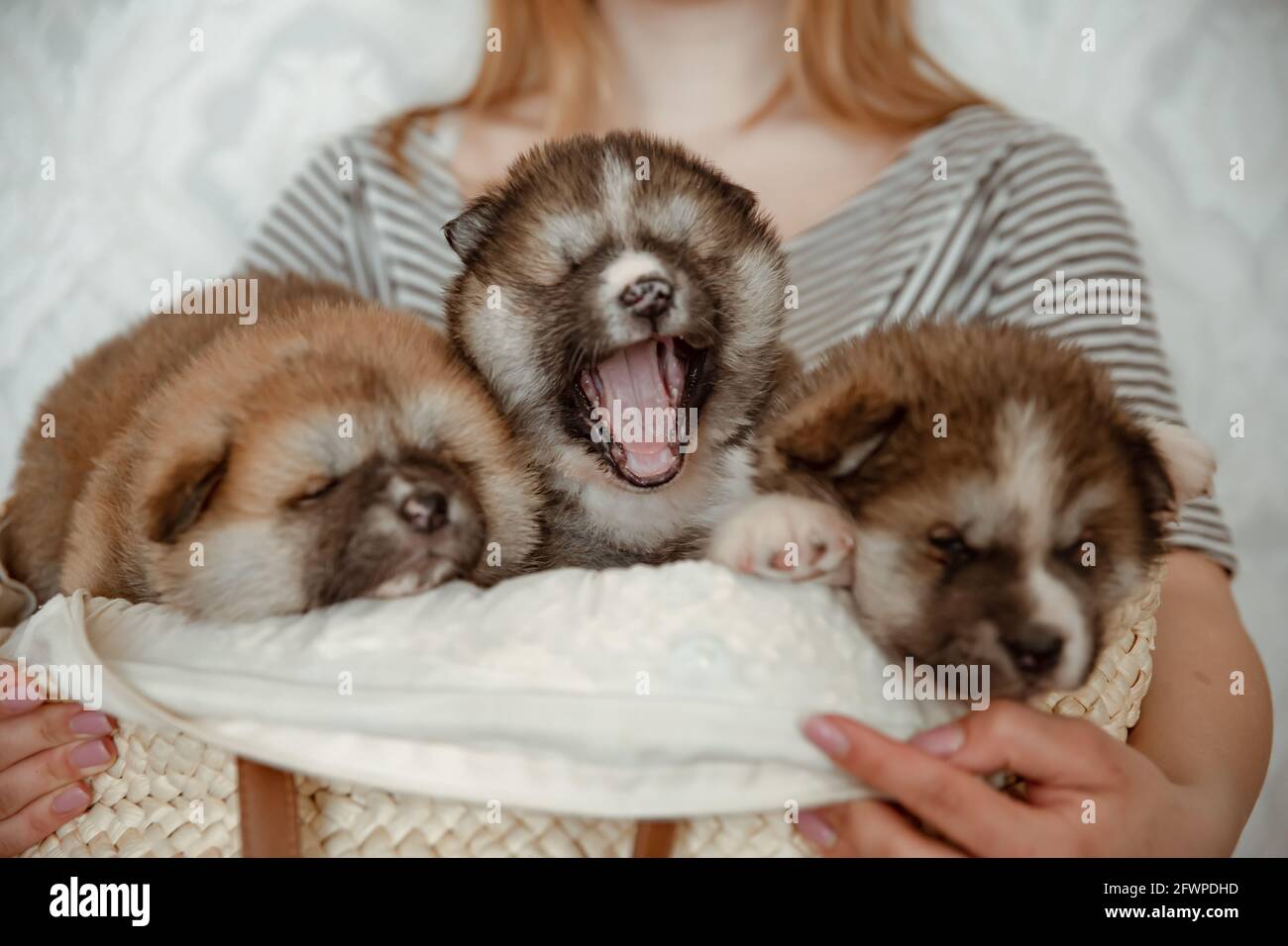 Divertenti cuccioli soffici in un cestino accogliente nelle mani del proprietario. Foto Stock