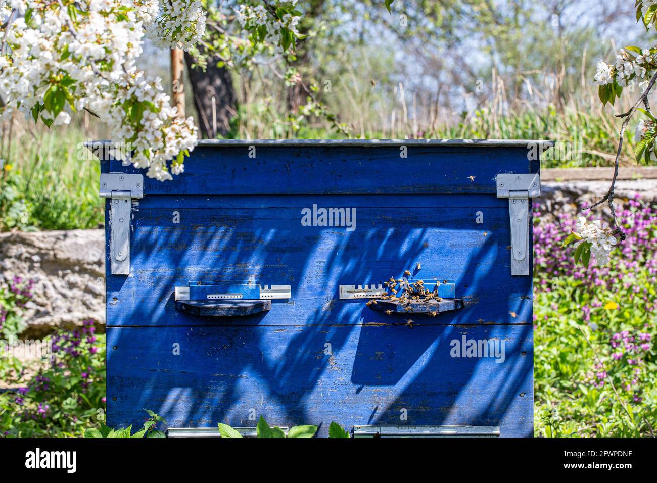 Grande alveare in legno con api nell'apiario in primavera. Foto Stock