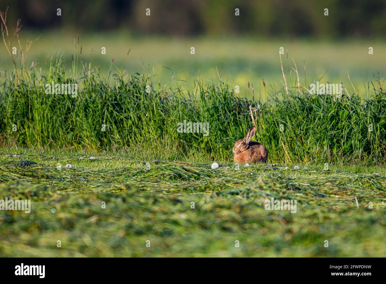 Una lepre selvaggia su un campo Foto Stock