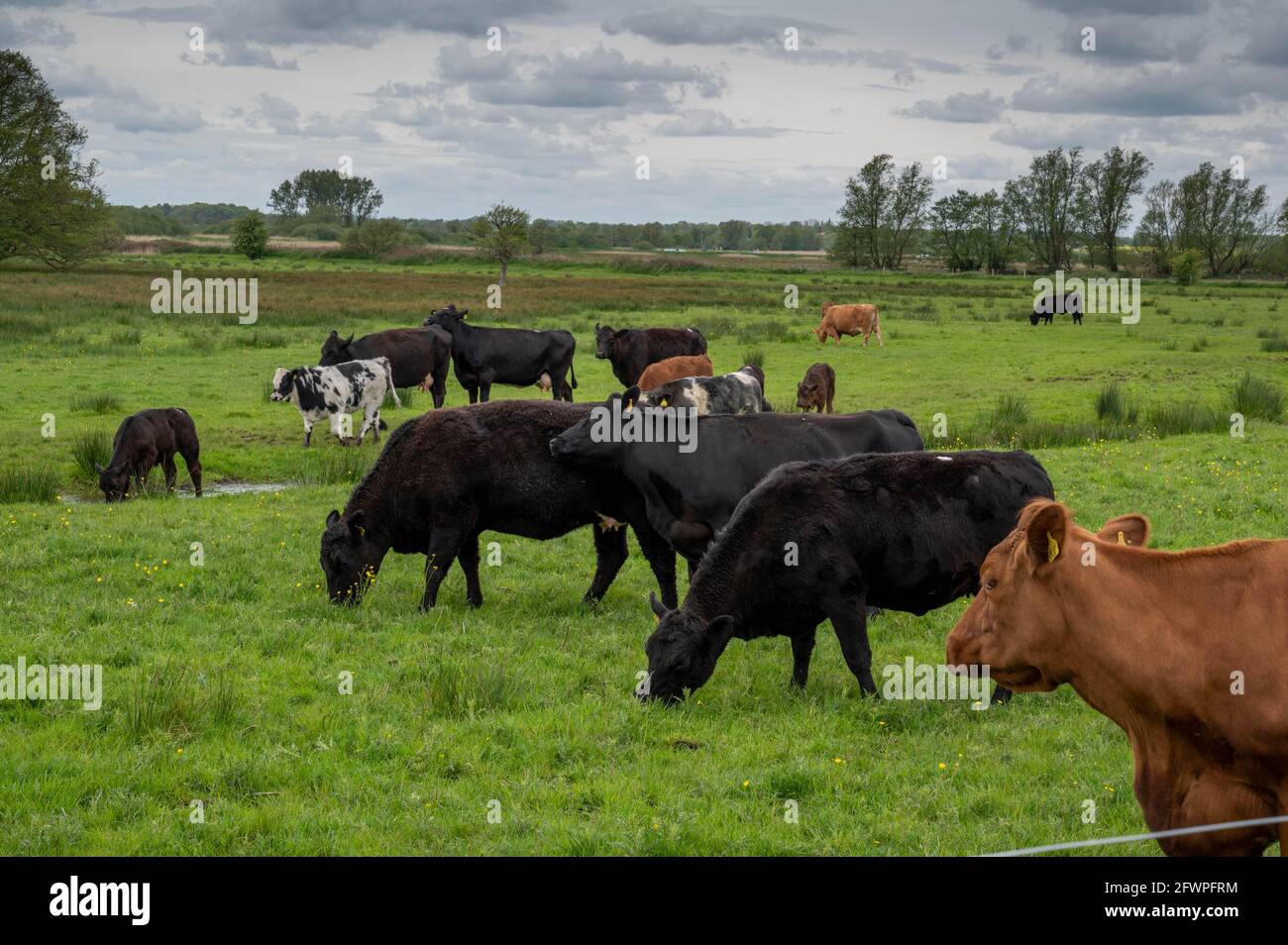 Un campo con un certo numero di mucche con vitelli in un campo che mangia erba Foto Stock