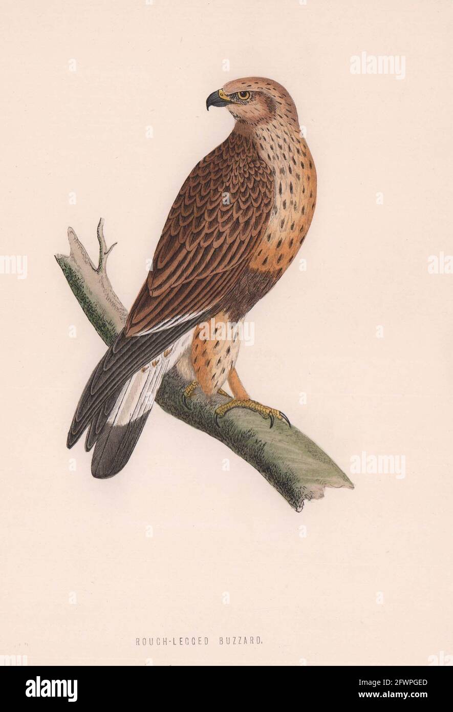 Buzzard con zampe ruvide. Uccelli britannici di Morris. Stampa a colori antica 1870 Foto Stock