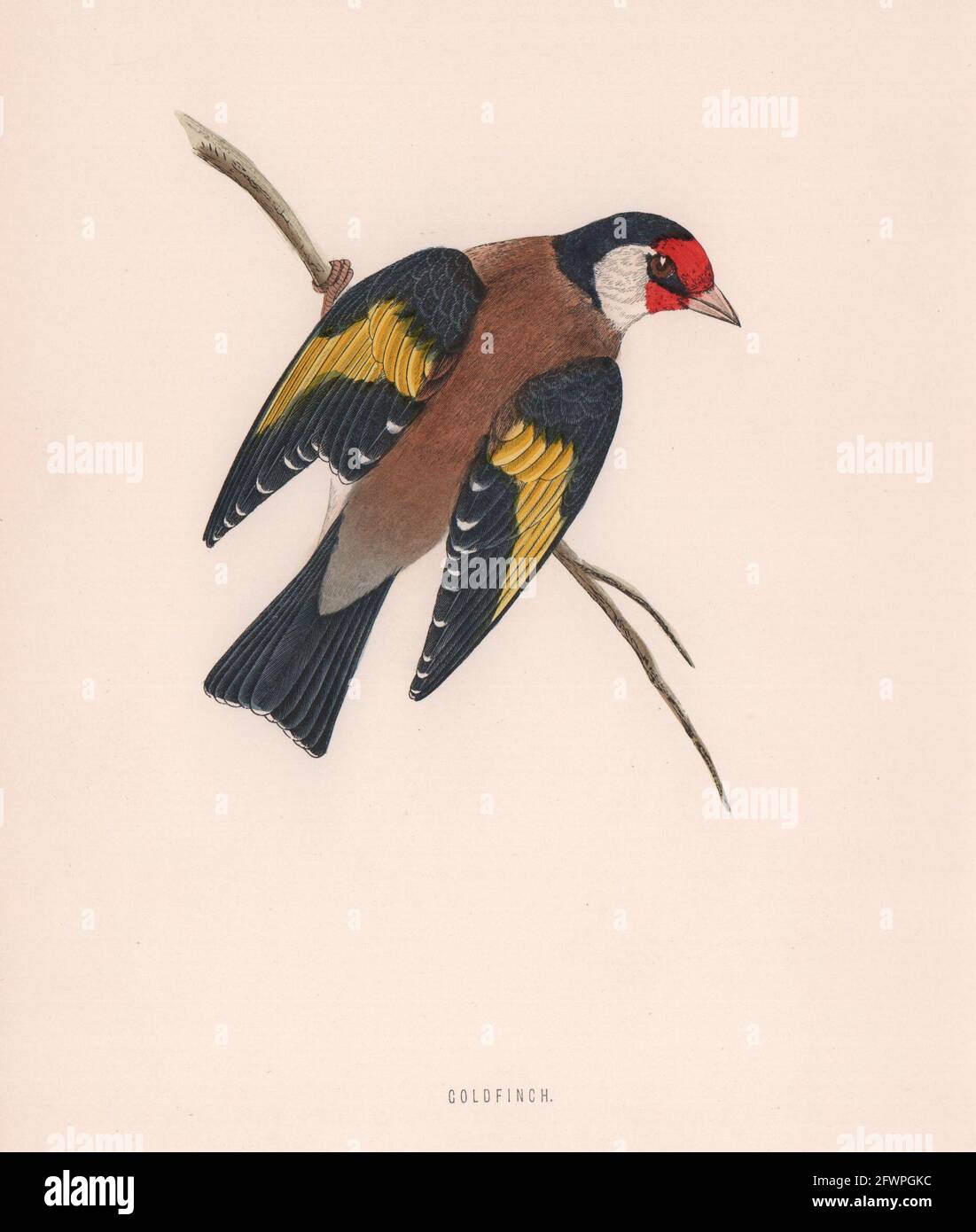 Goldfinch. Uccelli britannici di Morris. Stampa a colori antica 1870 Foto Stock