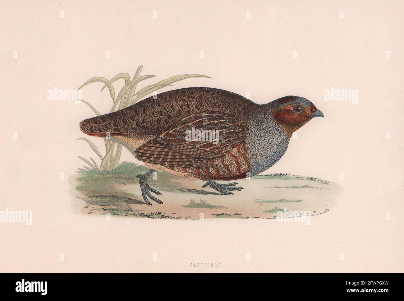 Partridge. Uccelli britannici di Morris. Stampa a colori antica 1870 vecchia Foto Stock