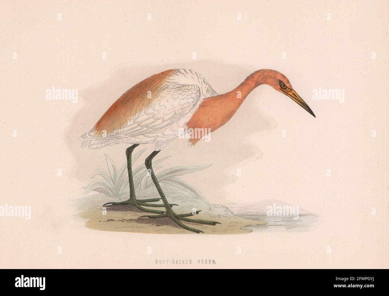 Heron con supporto a tampone. Uccelli britannici di Morris. Stampa a colori antica 1870 vecchia Foto Stock