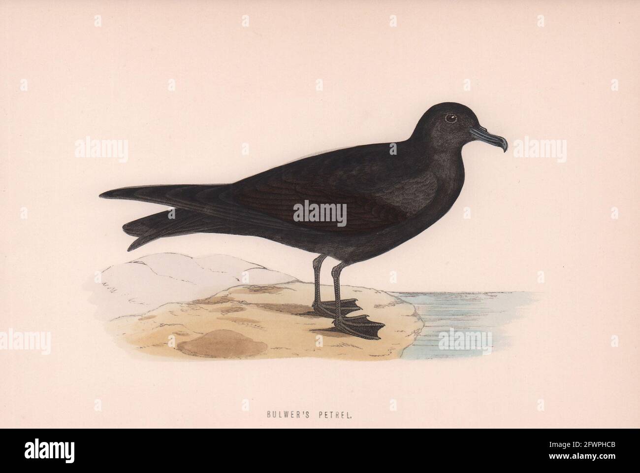Petrel di Bulwer. Uccelli britannici di Morris. Stampa a colori antica 1870 vecchia Foto Stock
