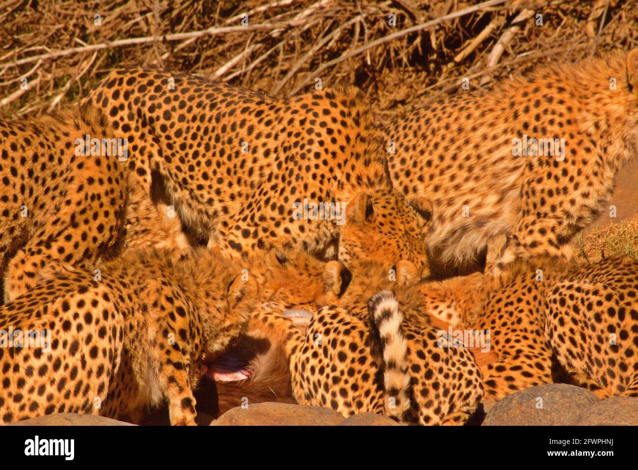 Il ghepardo si macchiava mentre si nutrì frenetico Foto Stock