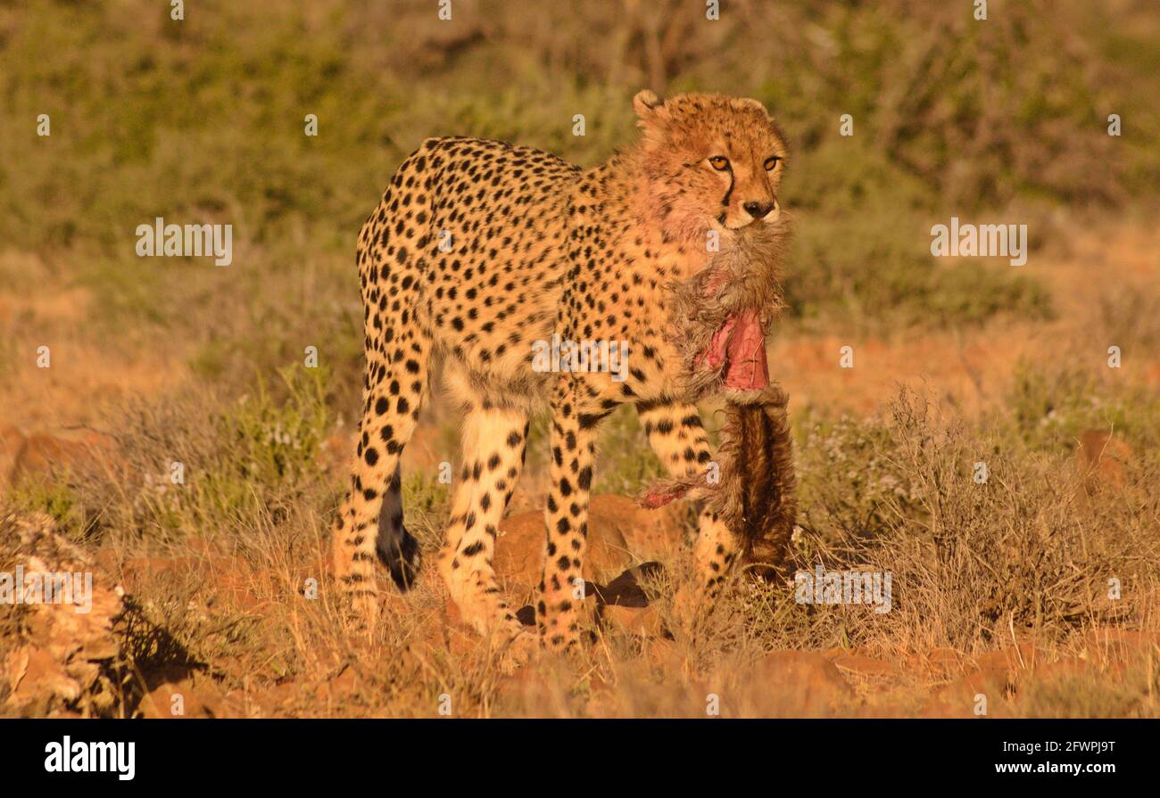 Ghepardo cub mangiare la pelle Foto Stock