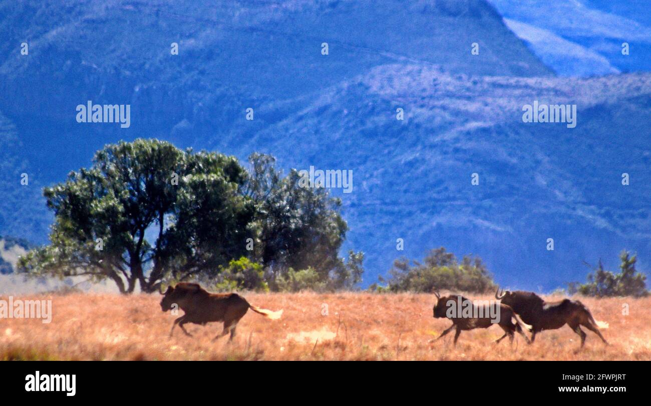 GNU che corre attraverso pianure con sfondo di montagna Sud Africa Foto Stock
