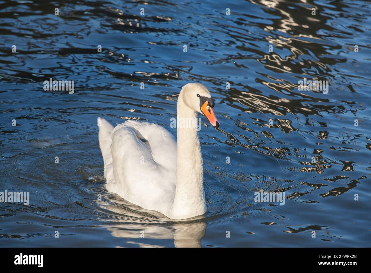 Foto di un cigno, un primo piano sulla testa, scattata durante un pomeriggio piovoso su un fiume serbo. I cigni sono uccelli della famiglia Anatidae all'interno del genere Foto Stock