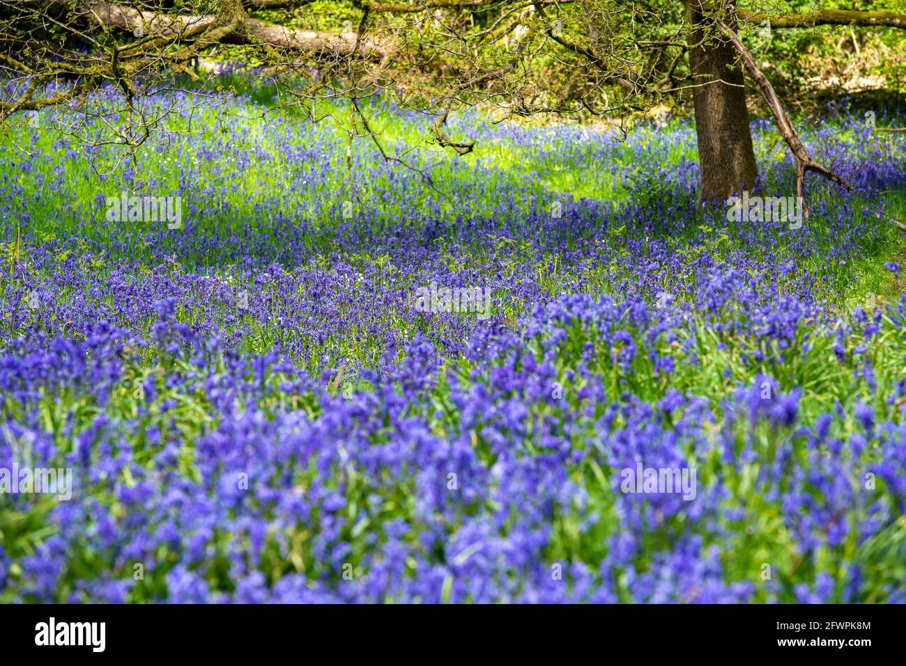 Un legno di bluebell a Brock Bottoms, Claughton, Preston, Lancashire, Inghilterra, Regno Unito Foto Stock
