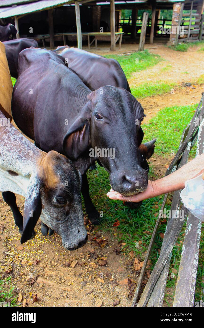 Coltivatore alimentato ad una mucca nera domestica sulla fattoria. Bestiame che mangia nel trogolo, in confino. Foto Stock