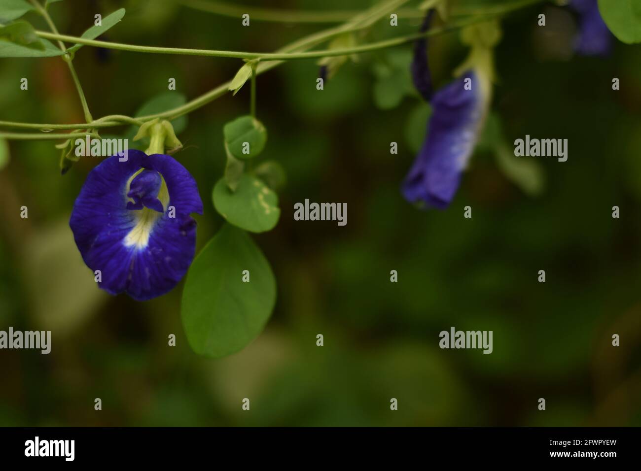 Wet asian picceonwings (Clitoria ternatea) fiori Foto Stock