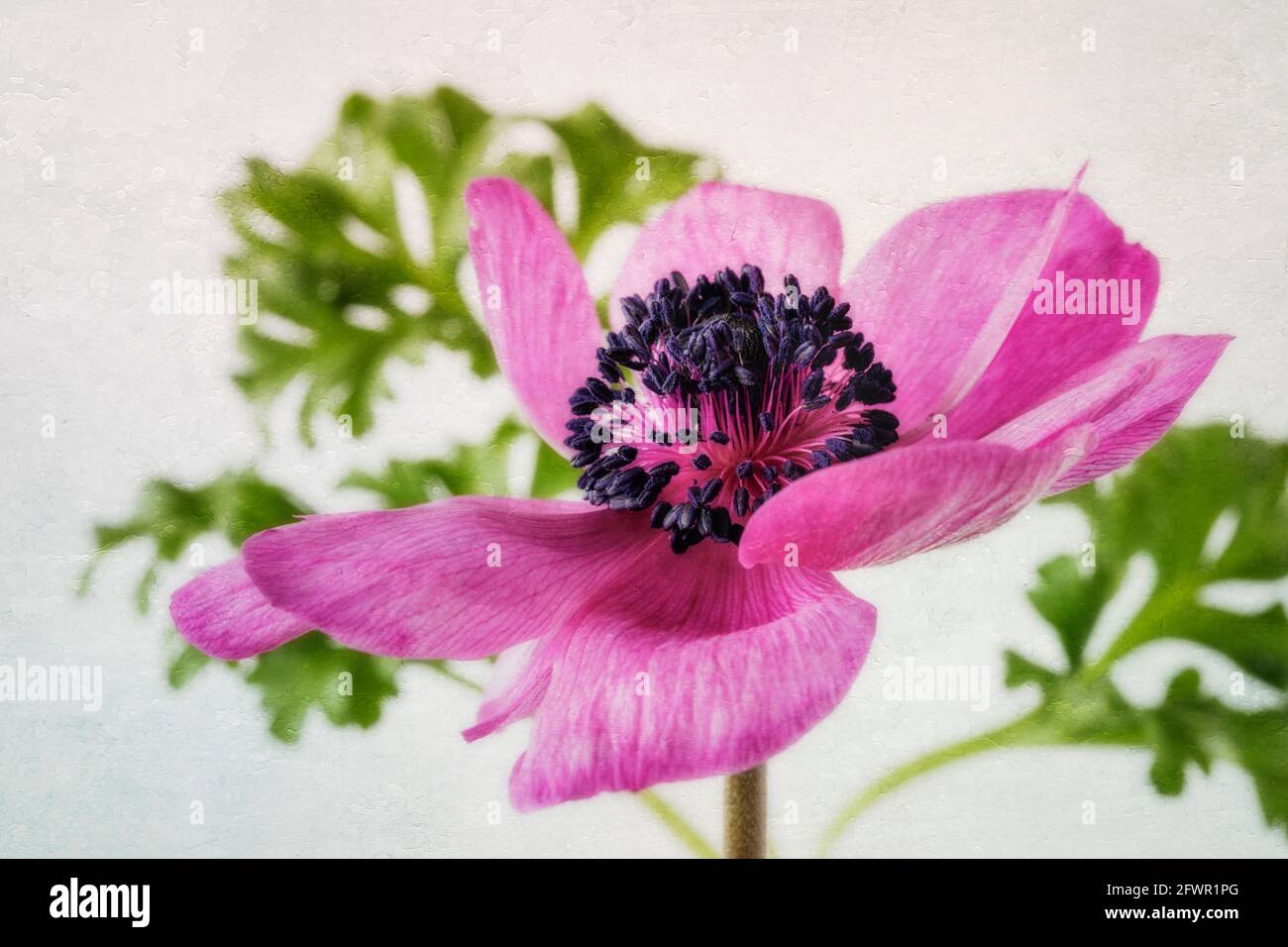Primo piano Anemone viola Foto Stock