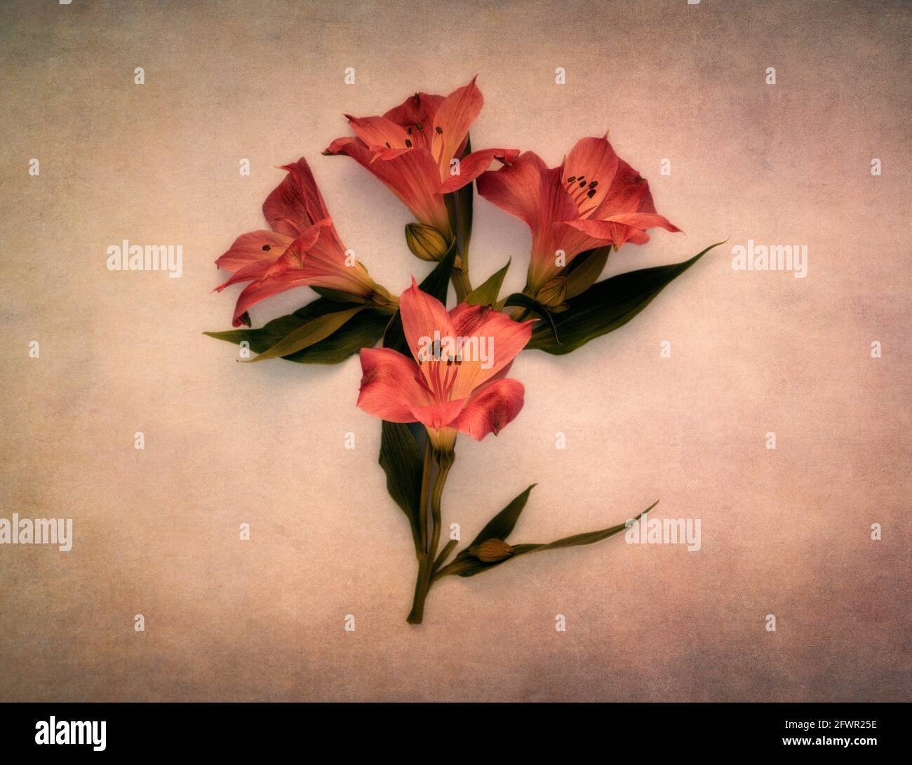 Alstroemerie rosse con texture overlay Foto Stock