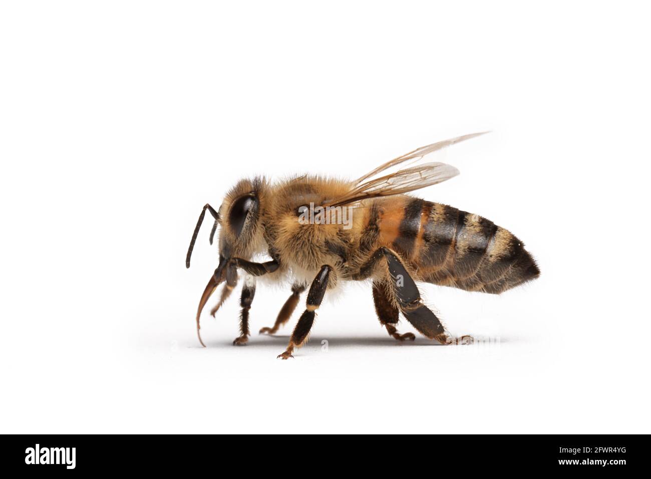 ape isolato su sfondo bianco, macro, insetto Foto Stock