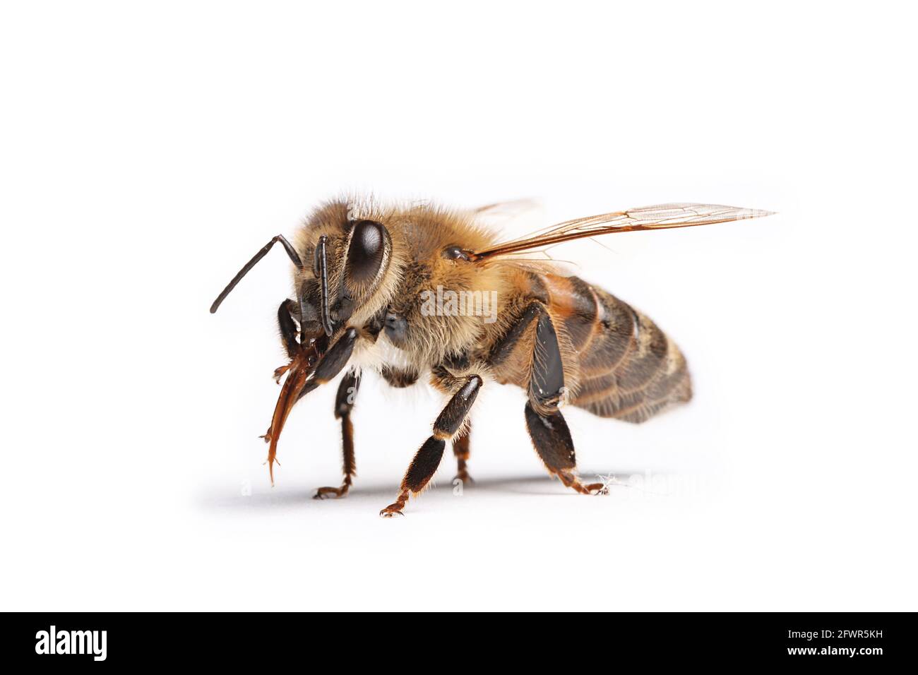 ape isolato su sfondo bianco, macro, insetto Foto Stock