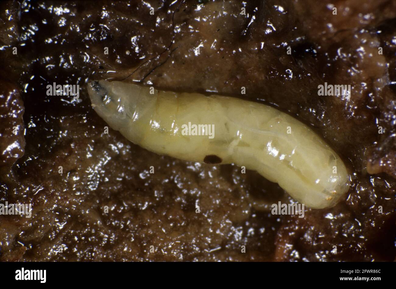 Mosca o medfly di frutta mediterranea (Ceratite capitata) vola larva in frutta marcata Foto Stock