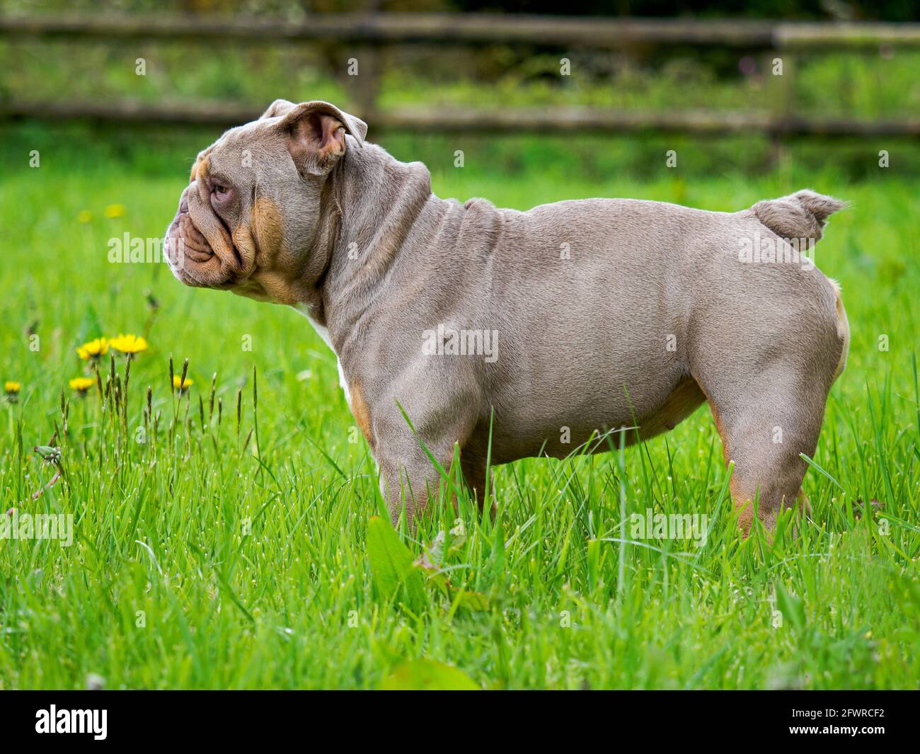 British Bulldog, Regno Unito Foto Stock