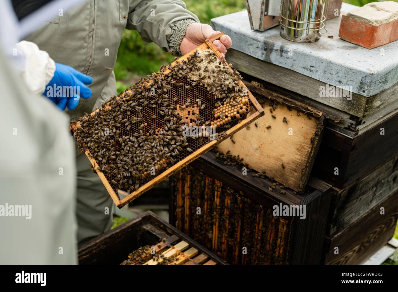 Sessione di apicoltura presso l'apiario di insegnamento, apicoltori in tute per api, sessione di allenamento pratica per apicoltori, tenendo un telaio di api di fronte all'alveare Foto Stock