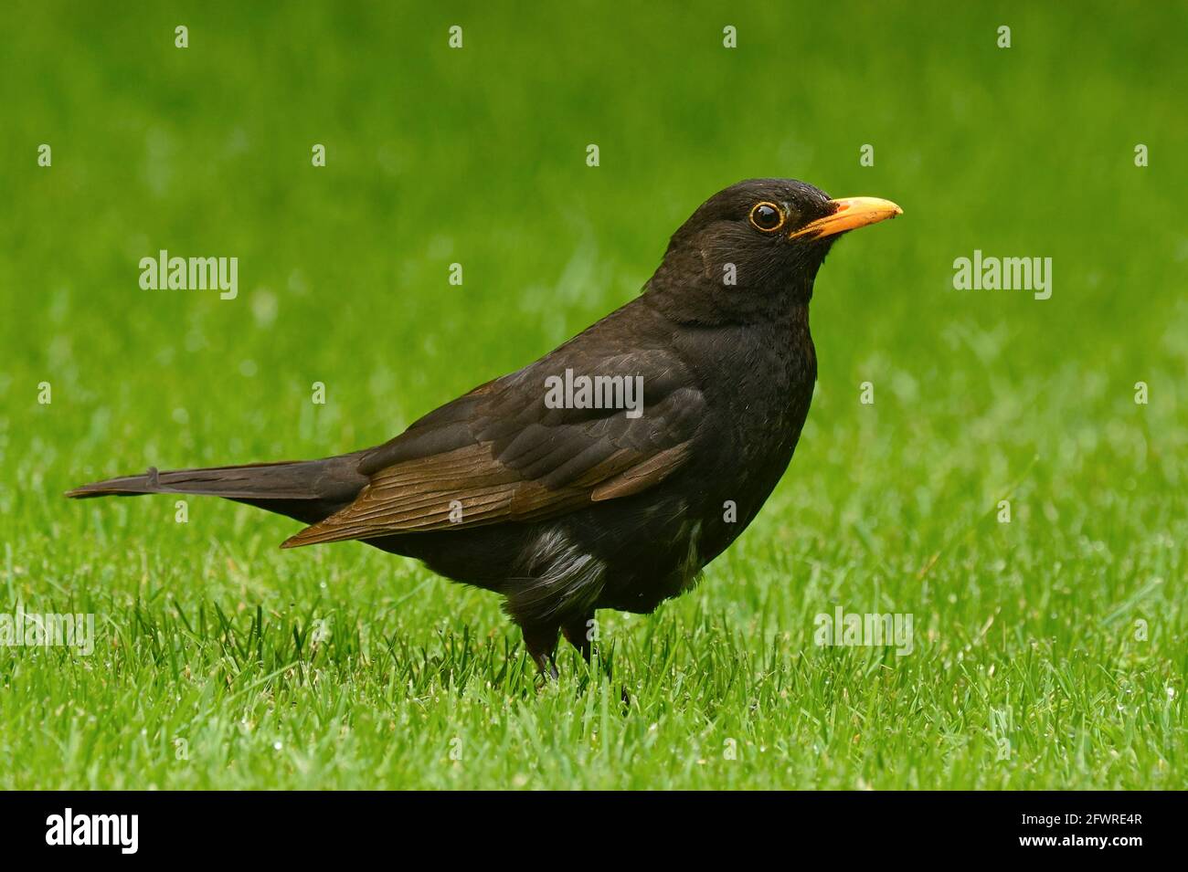 Maschio ricattino adulto con piume grigie in giardino. Senza movimento in erba appena falciata. Vista laterale, primo piano. Genere specie Turdus merula. Foto Stock