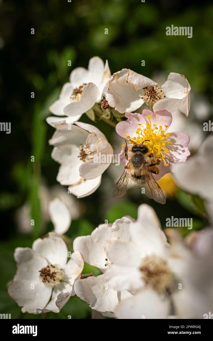 Ape di miele che raccoglie polline su fiore di Rosa di seta durante l'impollinazione. L'ape ha già raccolto polline sulle gambe. Foto Stock