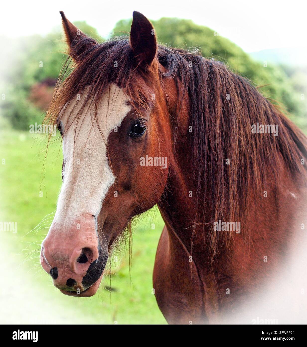 Un primo piano di un bel cavallo di castagno, con una vignetta bianca applicata. Foto Stock