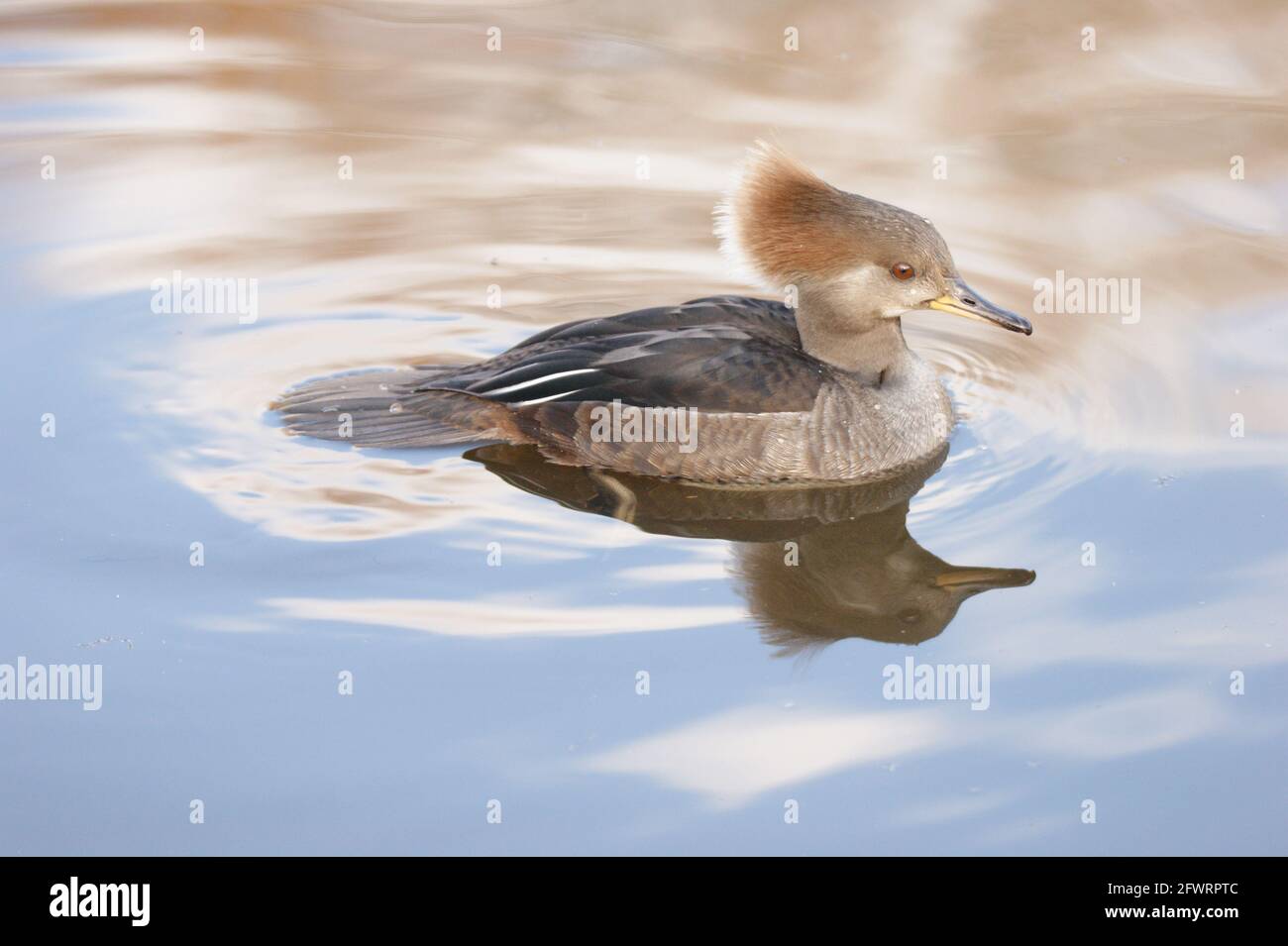 Hooded Merganser femmina Foto Stock