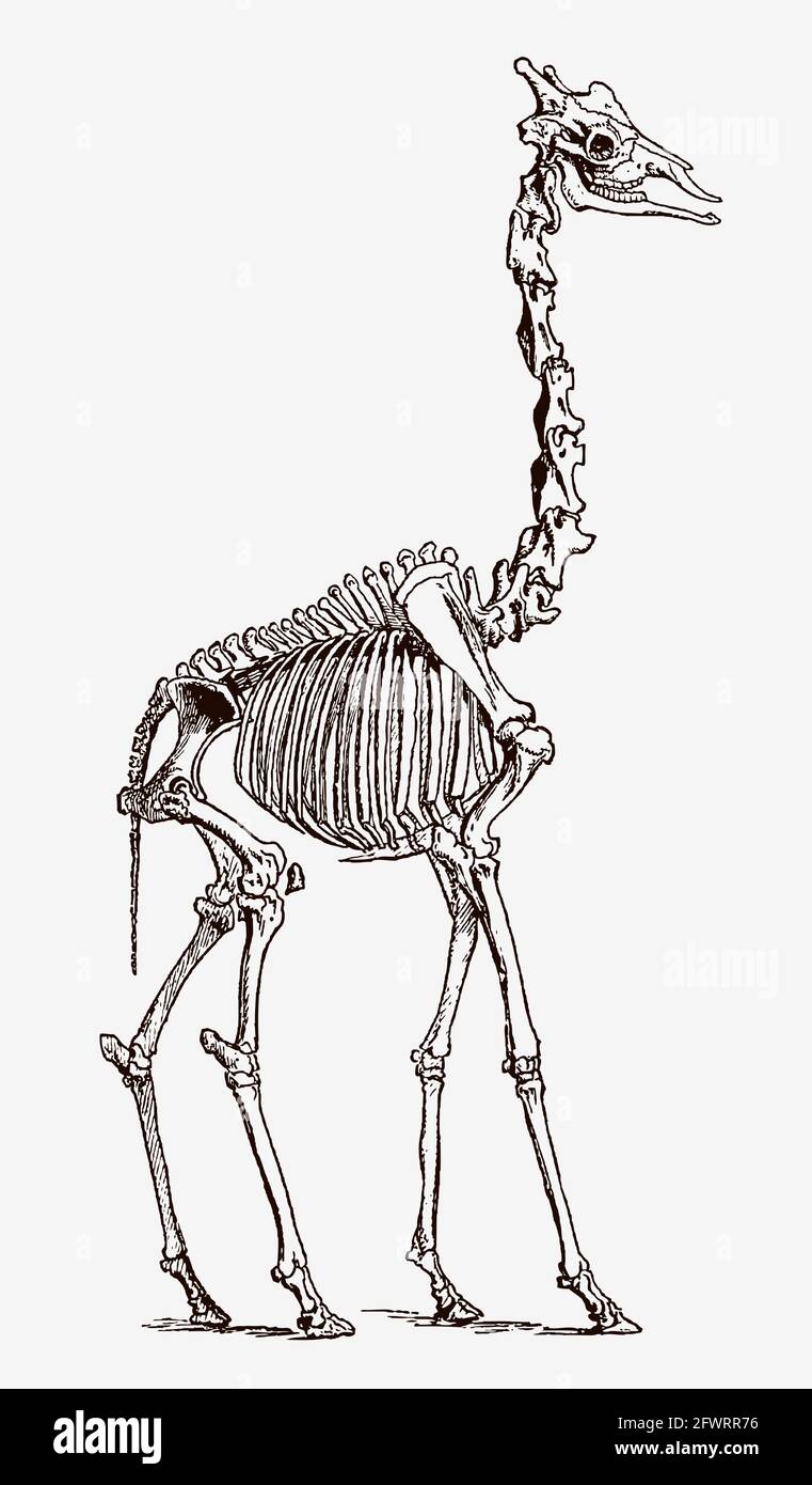 Scheletro giraffe in vista profilo, dopo l'incisione antica del 19 ° secolo Illustrazione Vettoriale