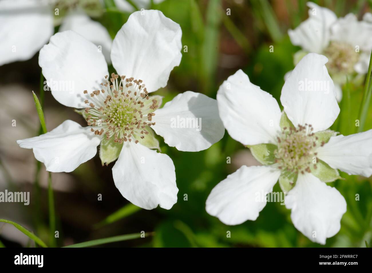 Dewberry Foto Stock