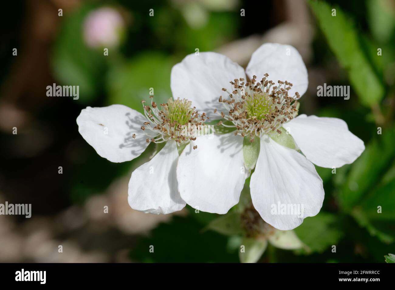 Dewberry Foto Stock