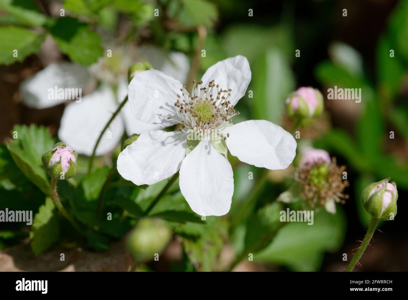 Dewberry Foto Stock