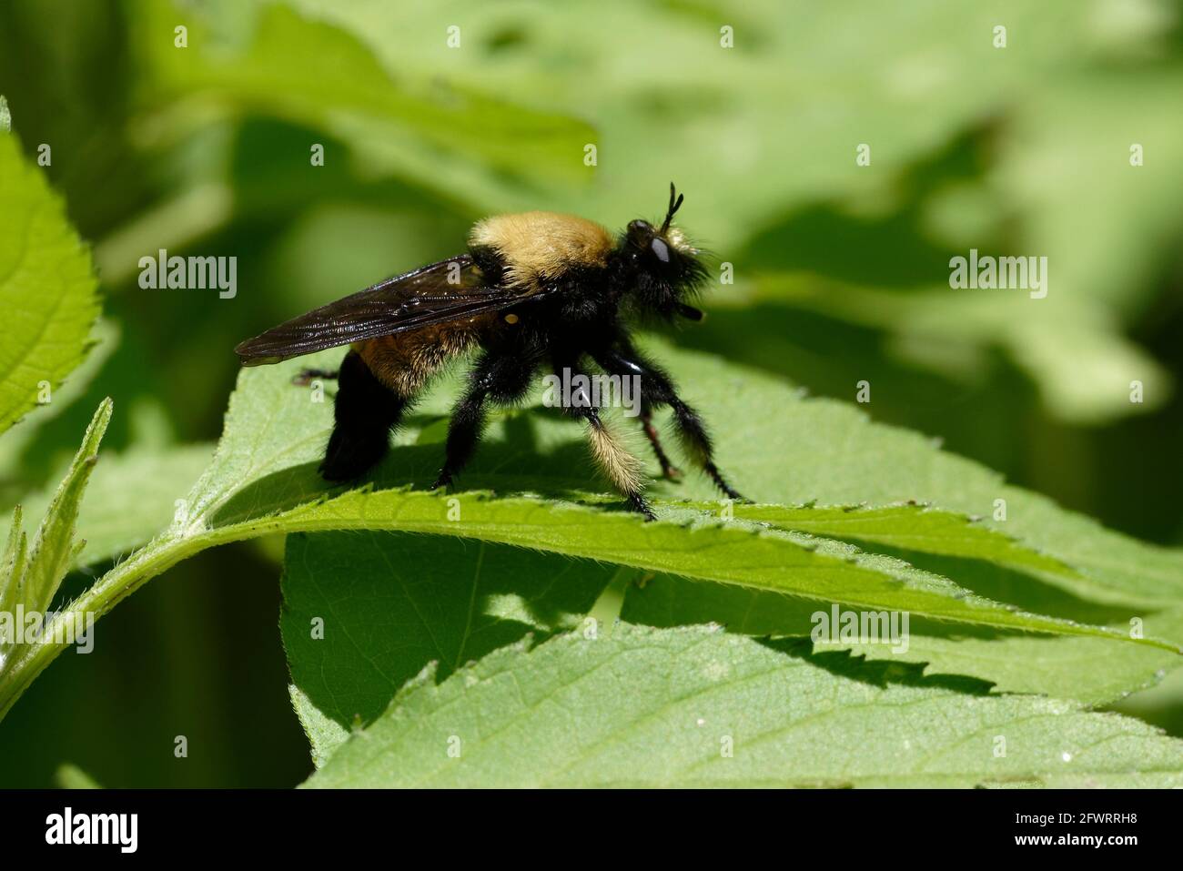 Bee-come Robber volare Foto Stock