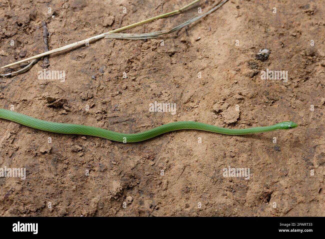 Serpente verde ruvido lungo e sottile Foto Stock