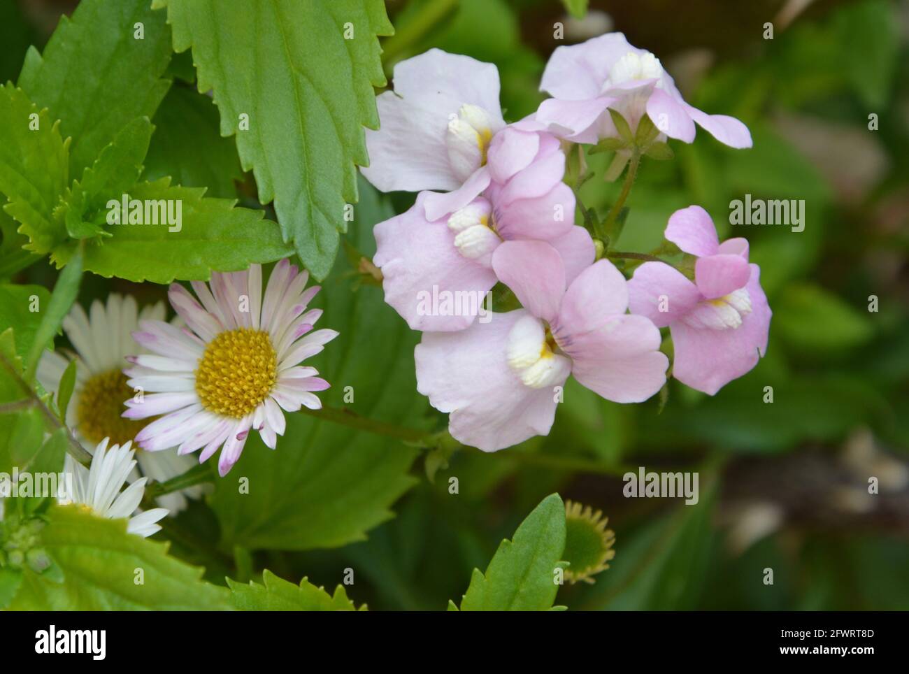 Daisy Flower, Orchid Flower, Orchids, Fairy tale UK, due fiori diversi hanno gli stessi colori, bianco, giallo, rosa Foto Stock