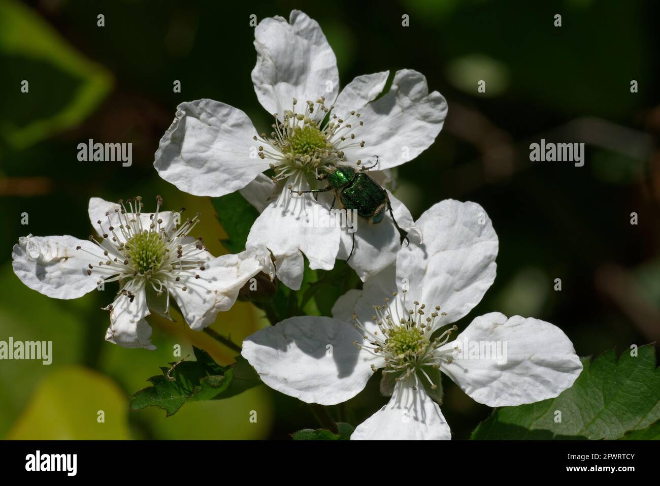 Emerald Flower Scarab su Dewberry Foto Stock