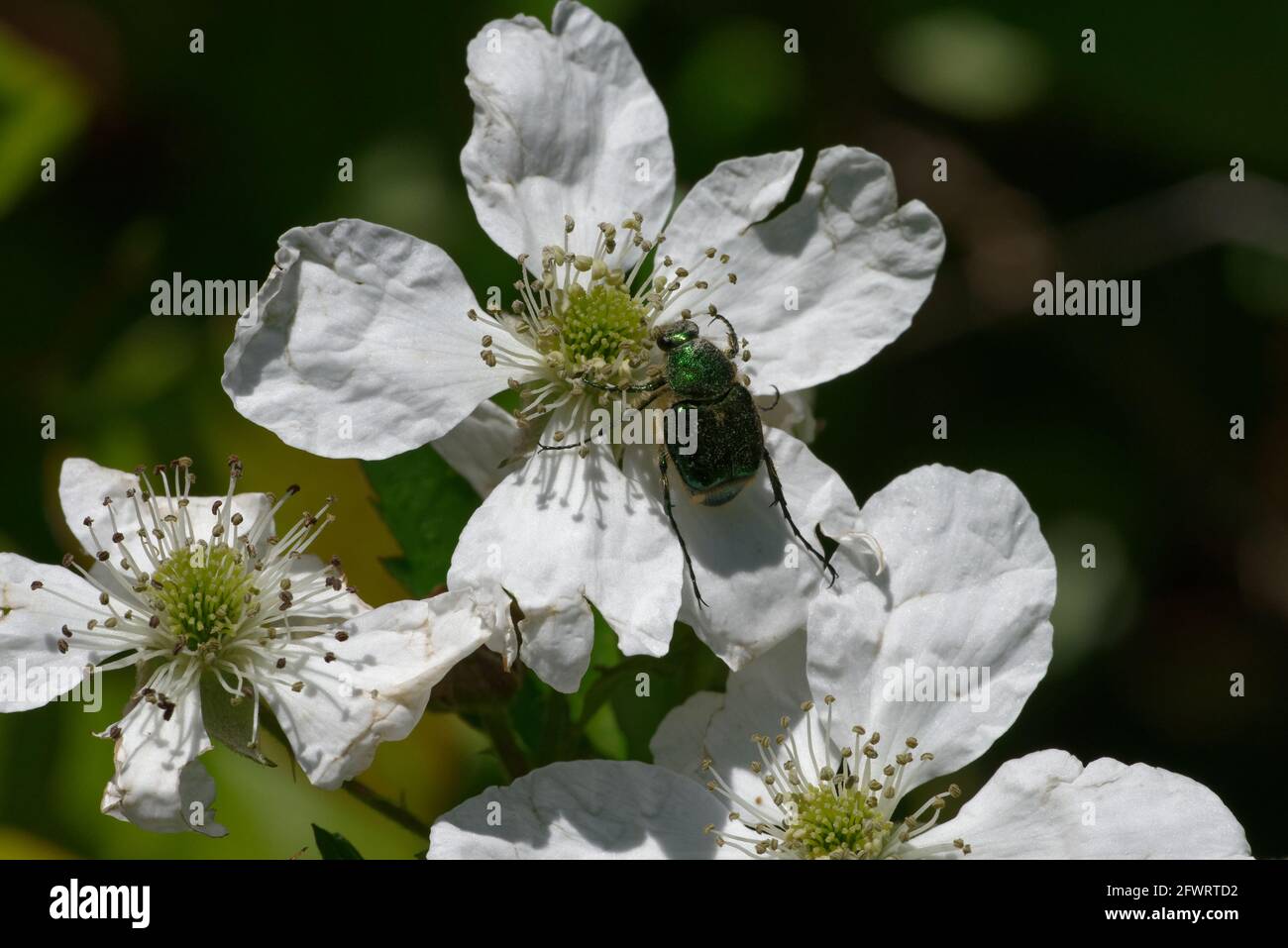 Emerald Flower Scarab su Dewberry Foto Stock