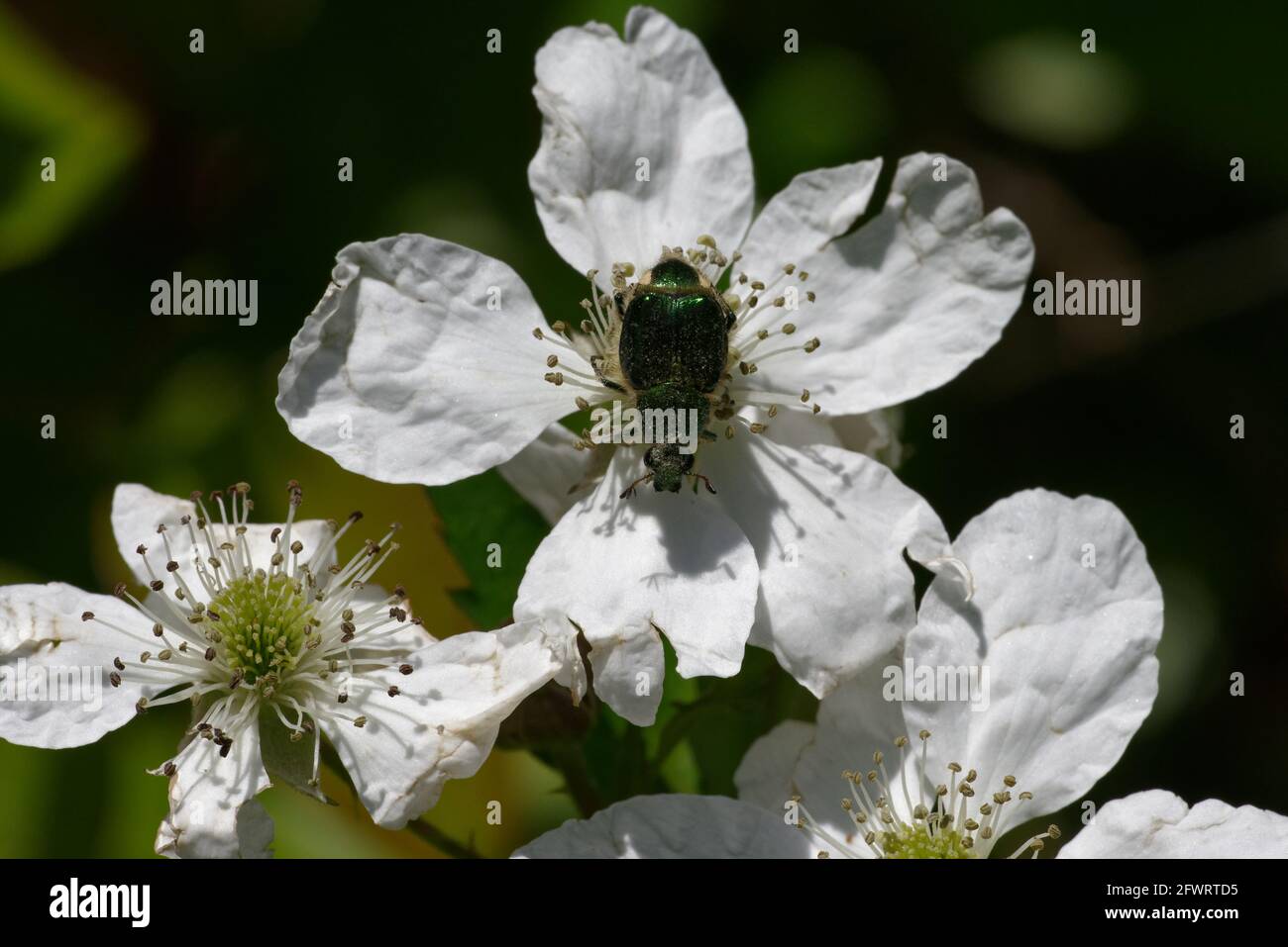 Emerald Flower Scarab su Dewberry Foto Stock