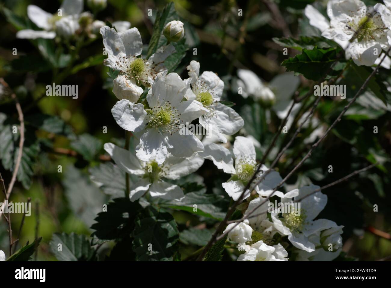 Fiori di bacca Foto Stock