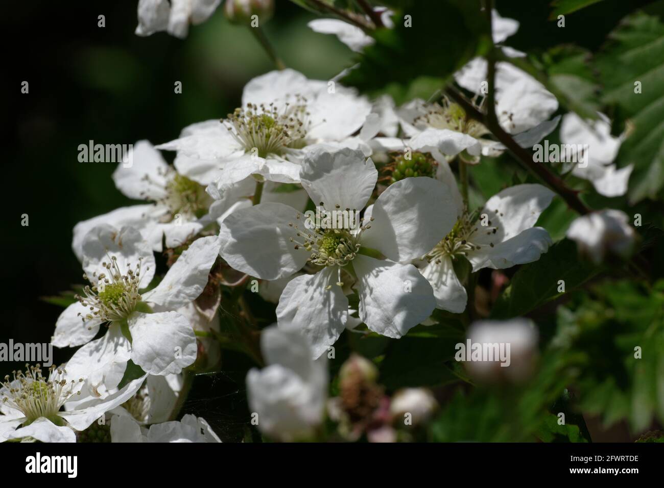 Dewberry Foto Stock