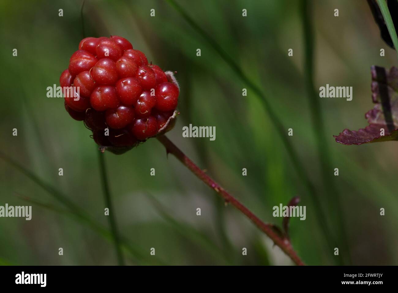 Dewberry frutta immatura Foto Stock