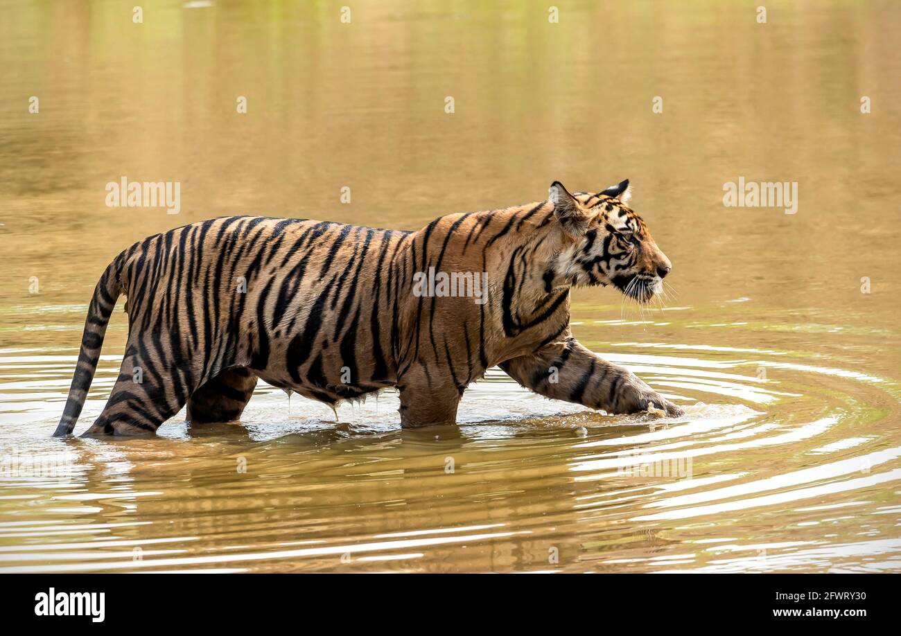Cucciolo di tigre che cammina nell'acqua di uno stagno nella riserva delle tigri di Bandhavgarh. Foto Stock