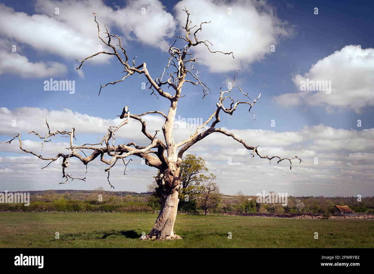 Albero morto in piedi in un campo contro un cielo blu con nuvole bianche Foto Stock