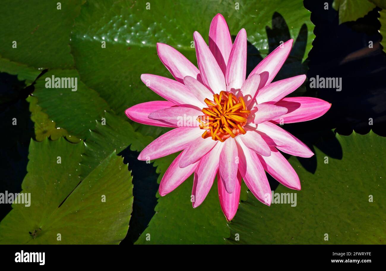 Giglio d'acqua rosa (Ninfea pubescens) sul lago Foto Stock