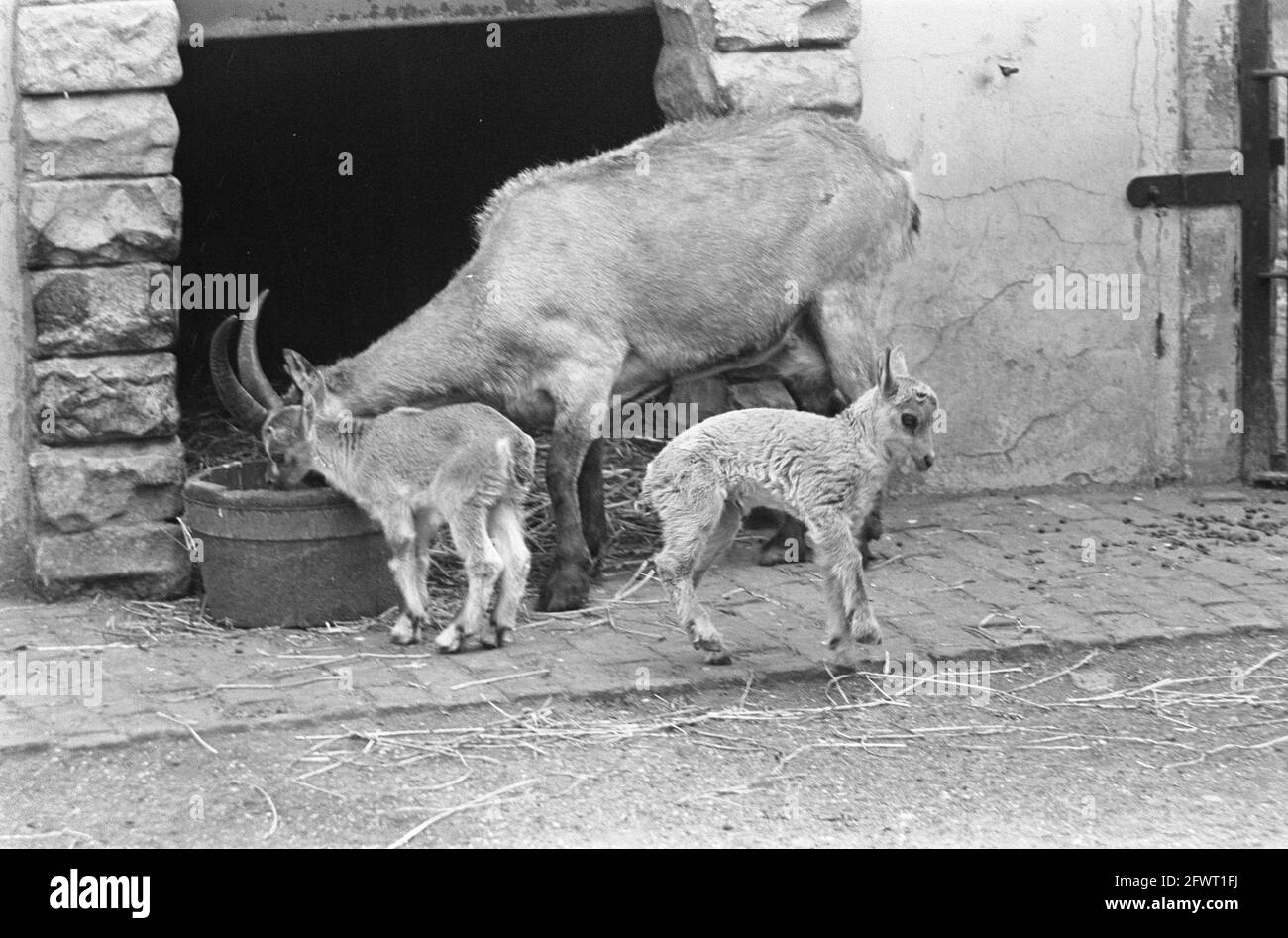 Artis, espansione al buck alpino, madre e gemelli, 12 luglio 1966, zoo, I Paesi Bassi, foto agenzia stampa del XX secolo, notizie da ricordare, documentario, fotografia storica 1945-1990, storie visive, Storia umana del XX secolo, che cattura momenti nel tempo Foto Stock