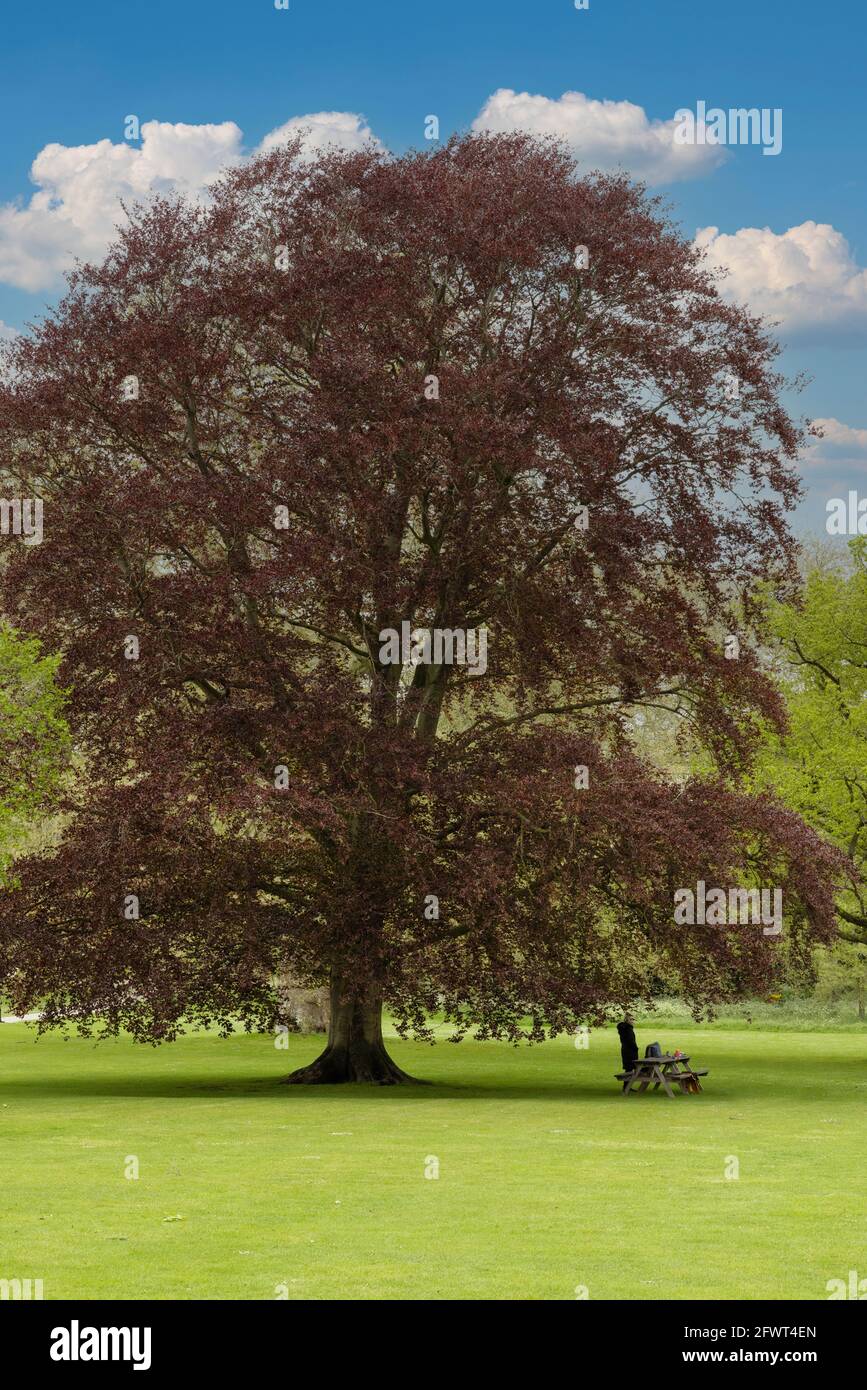 Rame Faggio albero UK, Fagus sylvatica purpurea è una cultivar del Faggio comune o faggio europeo, con fogliame viola, Regno Unito Foto Stock