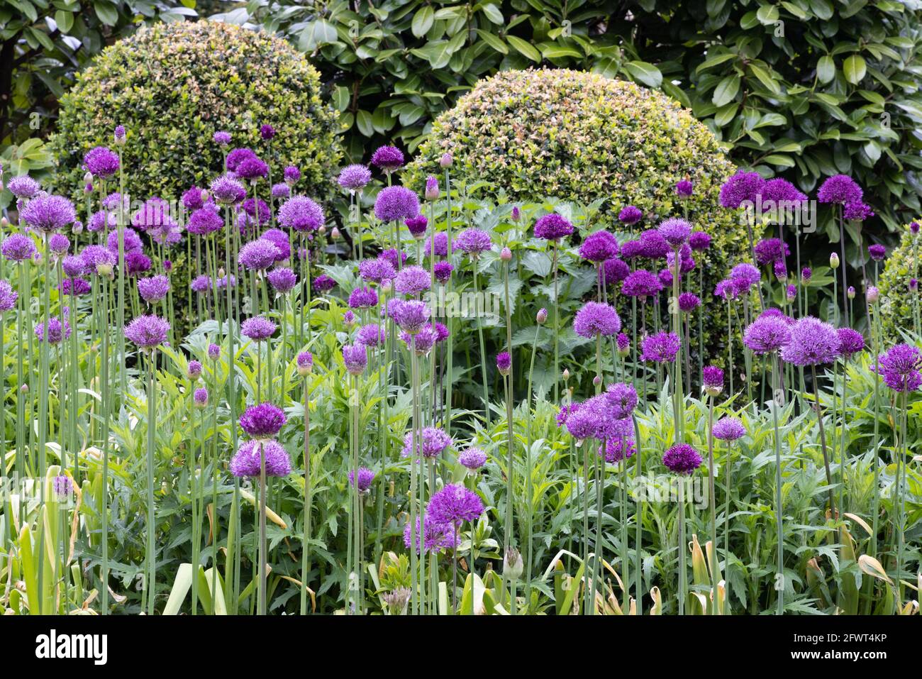 Allium sensazione viola che cresce in un confine erbaceo - fiori viola su steli fioritura a maggio; Regno Unito Foto Stock