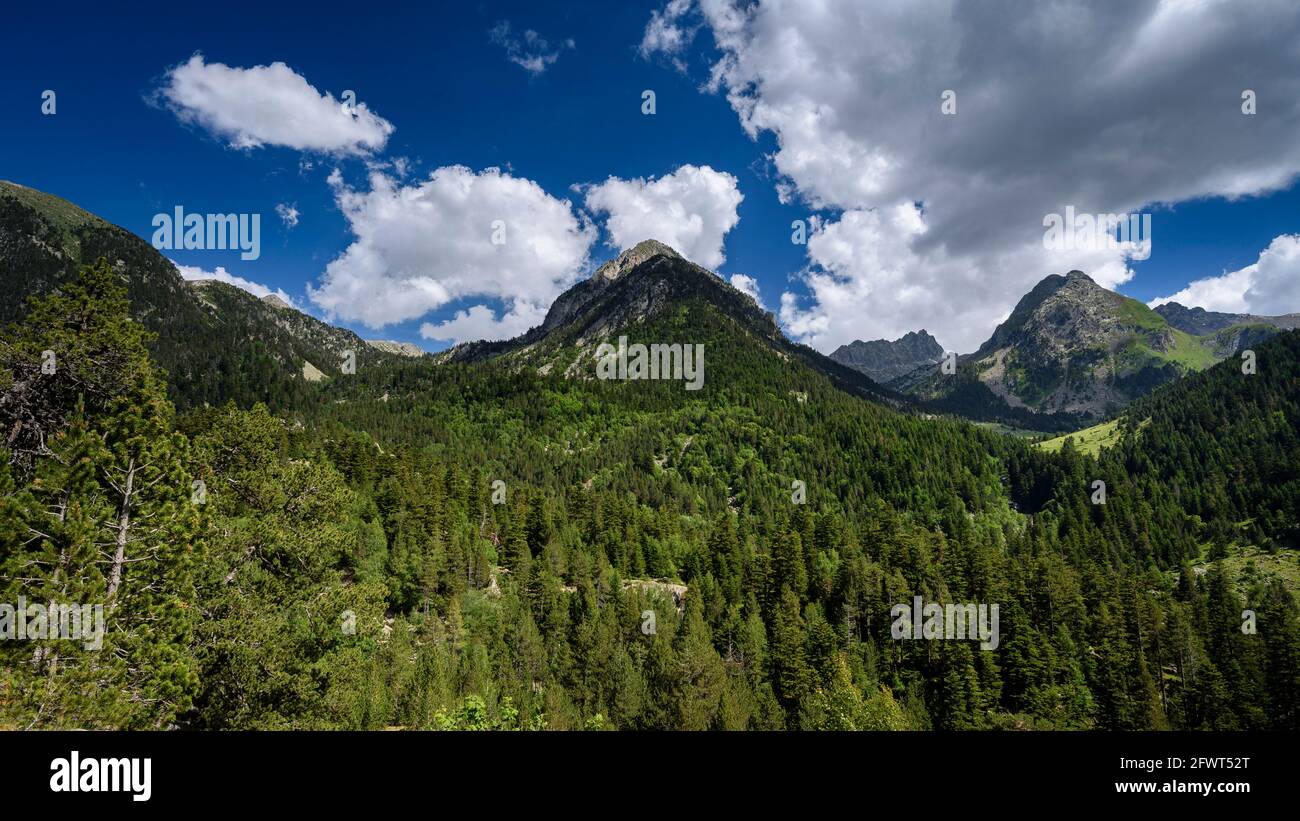 Pianura di Aigüestortes, in estate (Aigüestortes e Parco Nazionale Estany de Sant Maurici, Pirenei, Catalogna, Spagna) Foto Stock