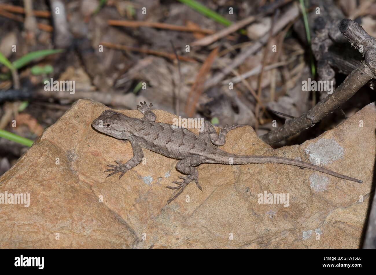 Recinzione Lizard, Sceloporus consobrinus Foto Stock